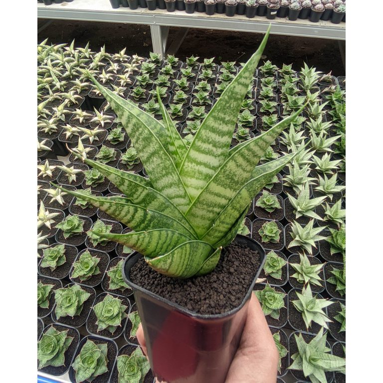 1310. Sansevieria Shinobi