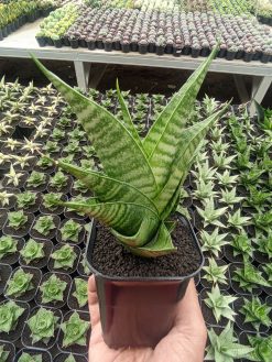 Sansevieria Shinobi, real gallery image #1 plants. Picture taken directly from kaktus.id community Sansevieria farmer green houses.