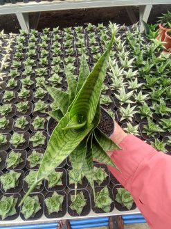 Sansevieria Shinobi, real gallery image #3 plants. Picture taken directly from kaktus.id community Sansevieria farmer green houses.