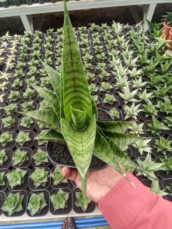 Sansevieria Shinobi, real gallery image #4 plants. Picture taken directly from kaktus.id community Sansevieria farmer green houses.