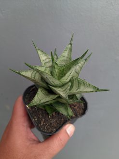 Sansevieria Zora, real gallery image #2 plants. Picture taken directly from kaktus.id community Sansevieria farmer green houses.