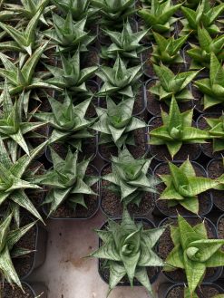 Sansevieria Zora, real gallery image #1 plants. Picture taken directly from kaktus.id community Sansevieria farmer green houses.