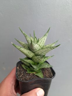 Sansevieria Zora, real gallery image #3 plants. Picture taken directly from kaktus.id community Sansevieria farmer green houses.