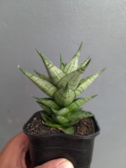 Sansevieria Zora, real gallery image #4 plants. Picture taken directly from kaktus.id community Sansevieria farmer green houses.