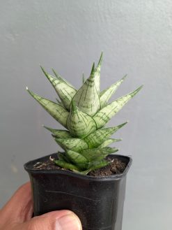 Sansevieria Zora, real gallery image #5 plants. Picture taken directly from kaktus.id community Sansevieria farmer green houses.