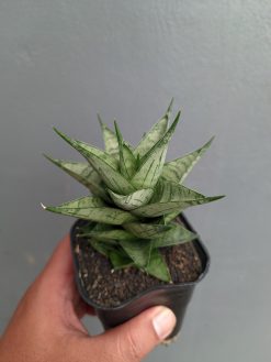 Sansevieria Zora, real gallery image #6 plants. Picture taken directly from kaktus.id community Sansevieria farmer green houses.