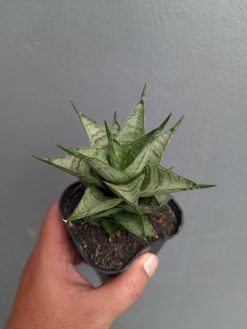 Sansevieria Zora, real gallery image #7 plants. Picture taken directly from kaktus.id community Sansevieria farmer green houses.