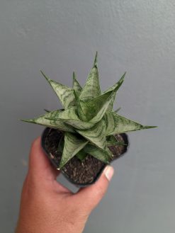 Sansevieria Zora, real gallery image #8 plants. Picture taken directly from kaktus.id community Sansevieria farmer green houses.