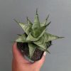 Sansevieria Zora, real feature image plant. Picture taken directly from kaktus.id community Sansevieria farmer green houses.