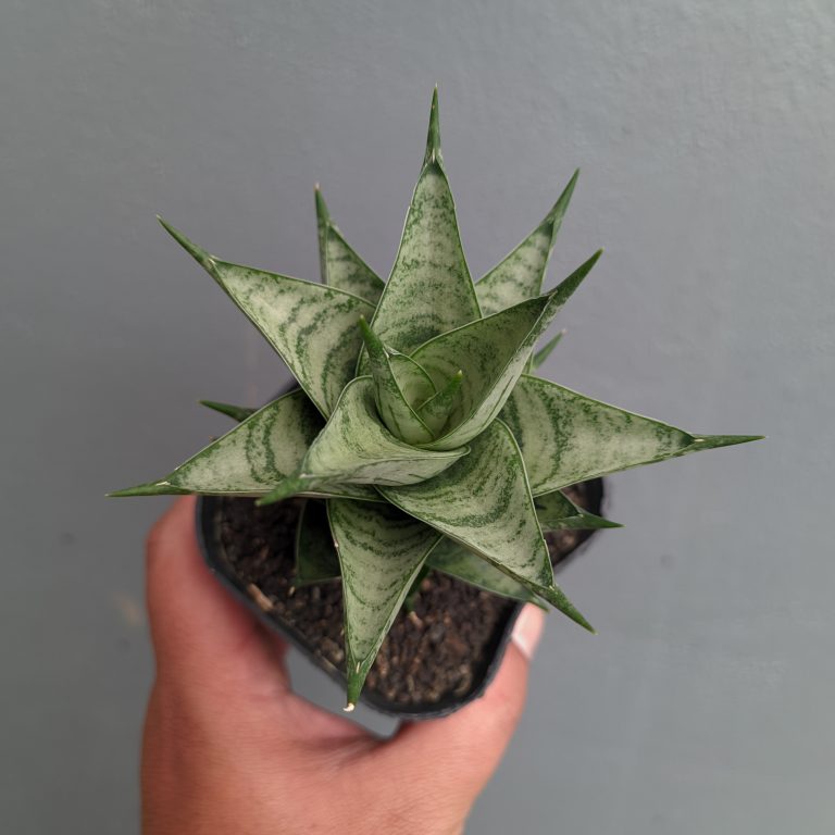 1311. Sansevieria Zora