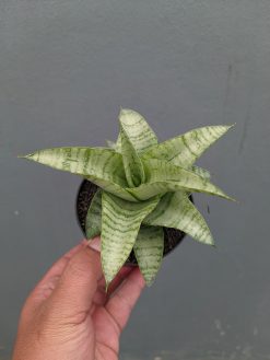 Sansevieria Catrina, real gallery image #1 plants. Picture taken directly from kaktus.id community Sansevieria farmer green houses.