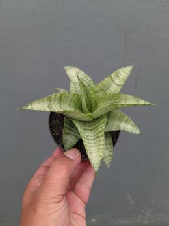 Sansevieria Catrina, real gallery image #10 plants. Picture taken directly from kaktus.id community Sansevieria farmer green houses.
