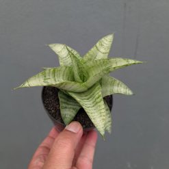Sansevieria Catrina, real gallery image #11 plants. Picture taken directly from kaktus.id community Sansevieria farmer green houses.