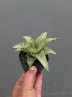 Sansevieria Catrina, real gallery image #12 plants. Picture taken directly from kaktus.id community Sansevieria farmer green houses.