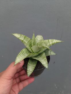 Sansevieria Catrina, real gallery image #3 plants. Picture taken directly from kaktus.id community Sansevieria farmer green houses.