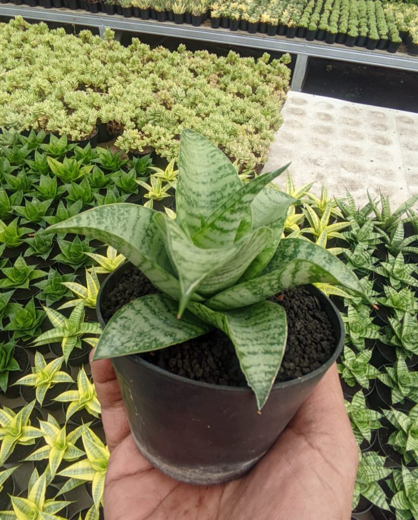 kaktus.id