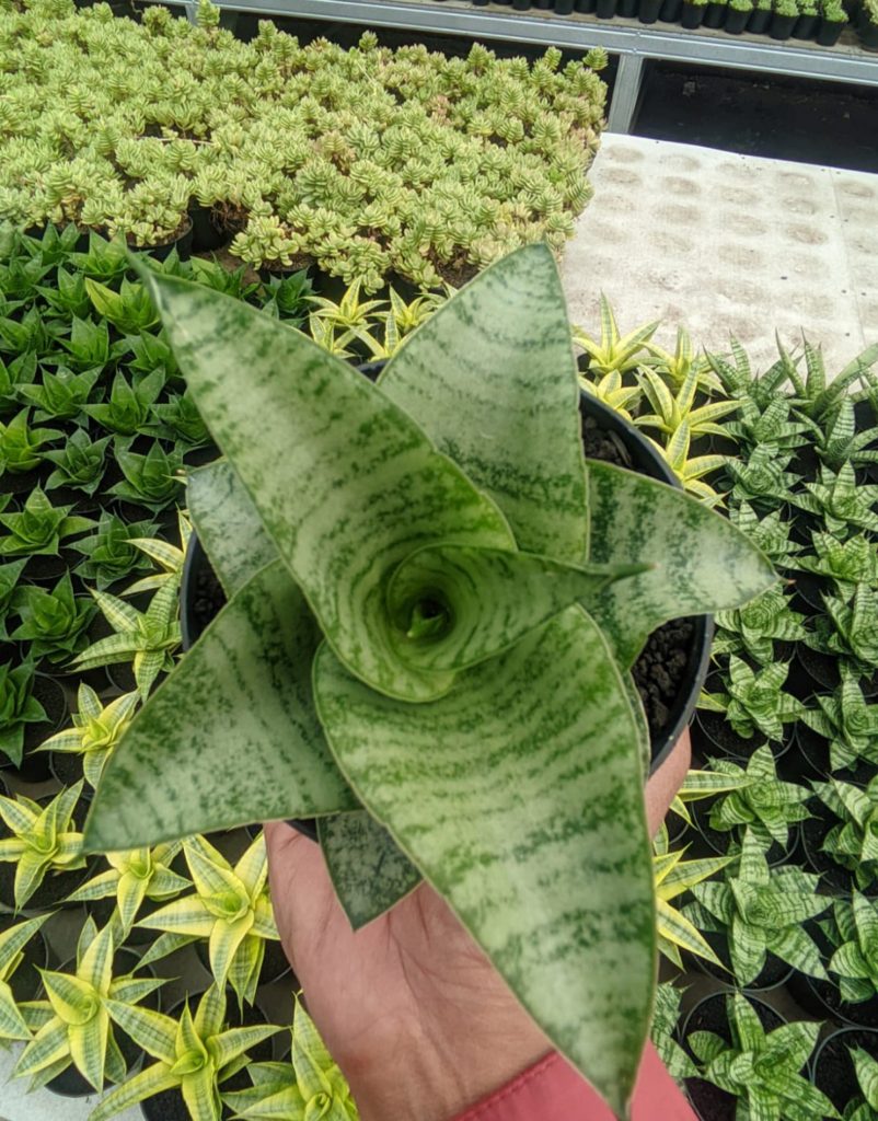 kaktus.id