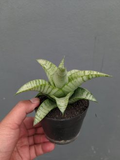 Sansevieria Catrina, real gallery image #5 plants. Picture taken directly from kaktus.id community Sansevieria farmer green houses.