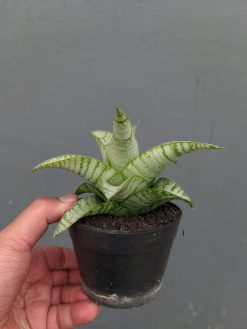 Sansevieria Catrina, real gallery image #8 plants. Picture taken directly from kaktus.id community Sansevieria farmer green houses.