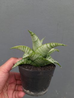 Sansevieria Catrina, real gallery image #4 plants. Picture taken directly from kaktus.id community Sansevieria farmer green houses.