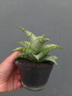 Sansevieria Catrina, real gallery image #2 plants. Picture taken directly from kaktus.id community Sansevieria farmer green houses.