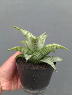 Sansevieria Catrina, real gallery image #6 plants. Picture taken directly from kaktus.id community Sansevieria farmer green houses.