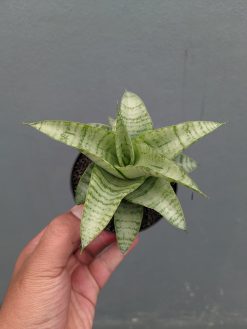 Sansevieria Catrina, real gallery image #7 plants. Picture taken directly from kaktus.id community Sansevieria farmer green houses.