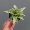 Sansevieria Catrina, real feature image plant. Picture taken directly from kaktus.id community Sansevieria farmer green houses.