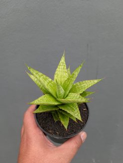 Sansevieria Catilyn, real gallery image #2 plants. Picture taken directly from kaktus.id community Sansevieria farmer green houses.