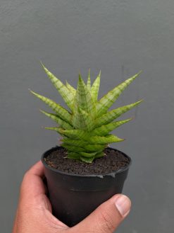 Sansevieria Catilyn, real gallery image #8 plants. Picture taken directly from kaktus.id community Sansevieria farmer green houses.