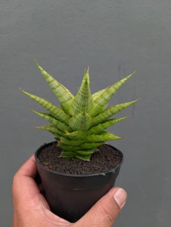 Sansevieria Catilyn, real gallery image #18 plants. Picture taken directly from kaktus.id community Sansevieria farmer green houses.
