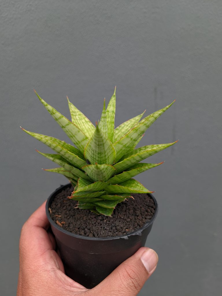 kaktus.id