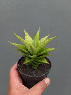 Sansevieria Catilyn, real gallery image #5 plants. Picture taken directly from kaktus.id community Sansevieria farmer green houses.