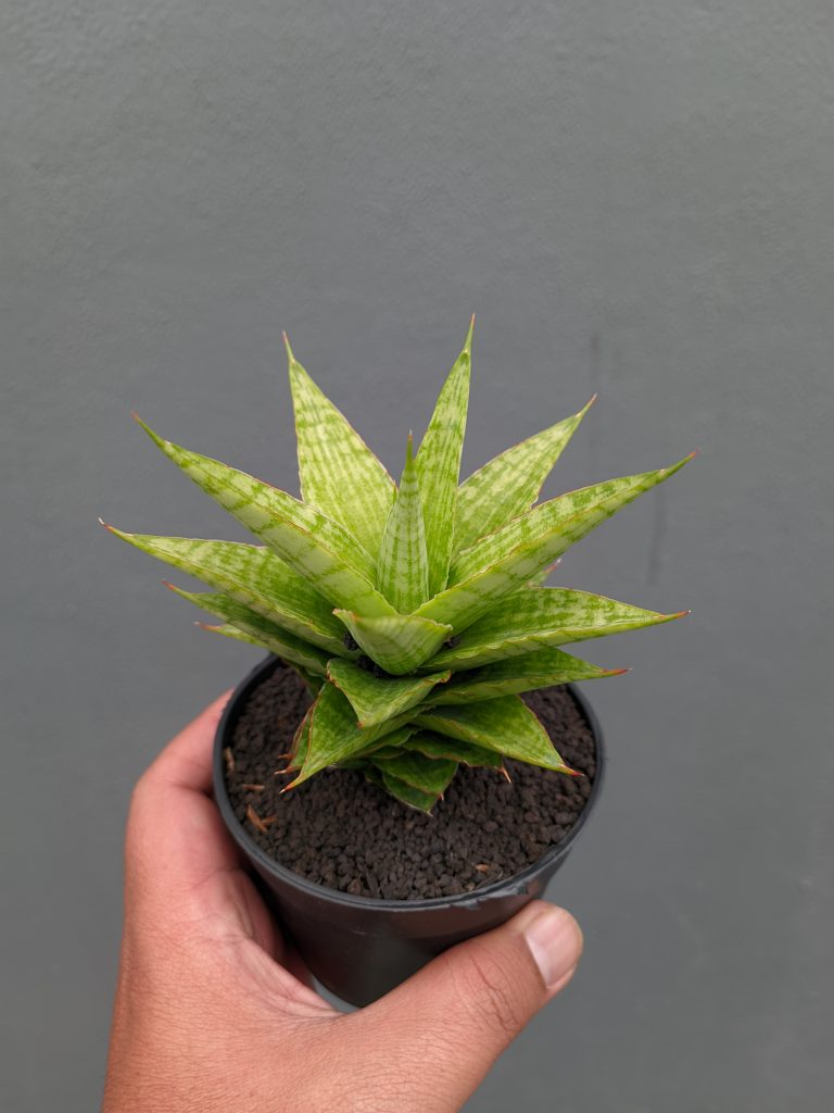 kaktus.id