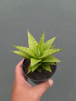 Sansevieria Catilyn, real gallery image #13 plants. Picture taken directly from kaktus.id community Sansevieria farmer green houses.