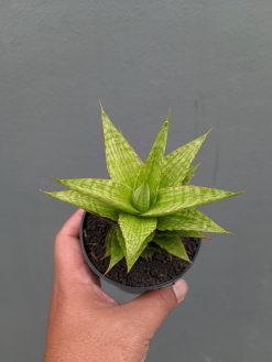 Sansevieria Catilyn, real gallery image #15 plants. Picture taken directly from kaktus.id community Sansevieria farmer green houses.