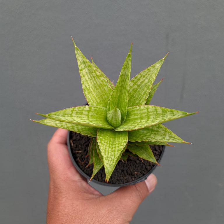 1313. Sansevieria Catilyn