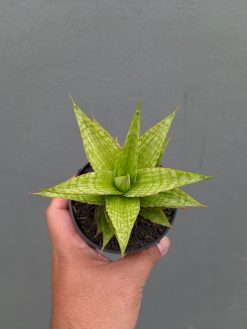 Sansevieria Catilyn, real gallery image #17 plants. Picture taken directly from kaktus.id community Sansevieria farmer green houses.