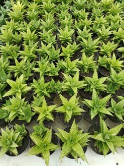 Sansevieria Catilyn, real gallery image #1 plants. Picture taken directly from kaktus.id community Sansevieria farmer green houses.