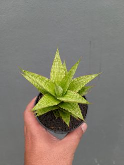 Sansevieria Catilyn, real gallery image #4 plants. Picture taken directly from kaktus.id community Sansevieria farmer green houses.