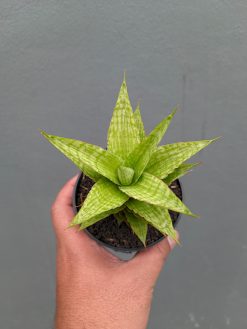 Sansevieria Catilyn, real gallery image #6 plants. Picture taken directly from kaktus.id community Sansevieria farmer green houses.