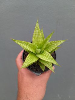 Sansevieria Catilyn, real gallery image #9 plants. Picture taken directly from kaktus.id community Sansevieria farmer green houses.