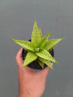 Sansevieria Catilyn, real gallery image #11 plants. Picture taken directly from kaktus.id community Sansevieria farmer green houses.