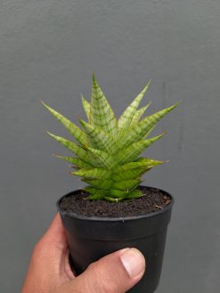 Sansevieria Catilyn, real gallery image #12 plants. Picture taken directly from kaktus.id community Sansevieria farmer green houses.