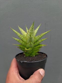 Sansevieria Catilyn, real gallery image #14 plants. Picture taken directly from kaktus.id community Sansevieria farmer green houses.