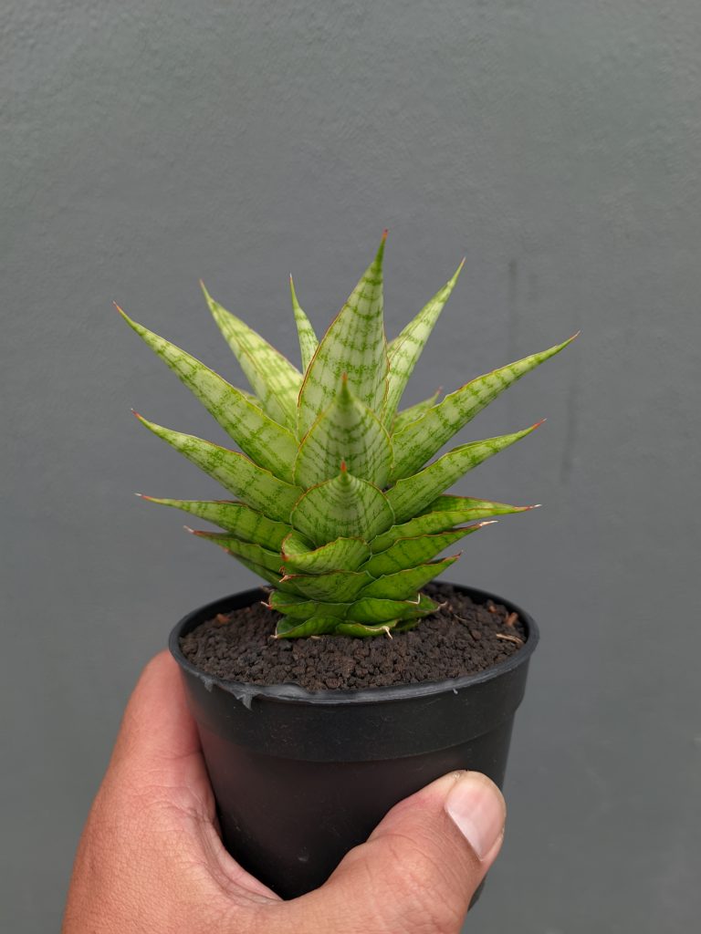 kaktus.id