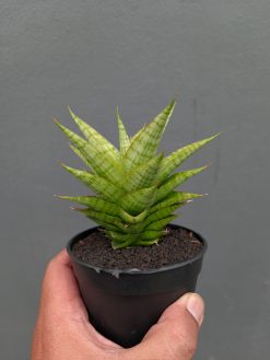 Sansevieria Catilyn, real gallery image #16 plants. Picture taken directly from kaktus.id community Sansevieria farmer green houses.