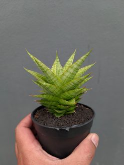 Sansevieria Catilyn, real gallery image #10 plants. Picture taken directly from kaktus.id community Sansevieria farmer green houses.