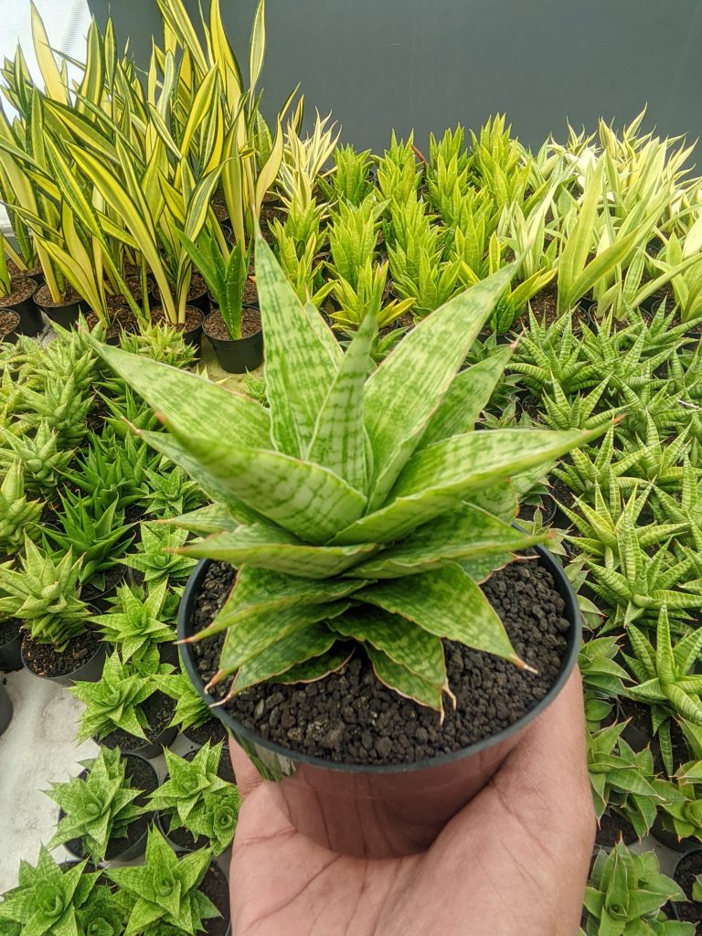 kaktus.id