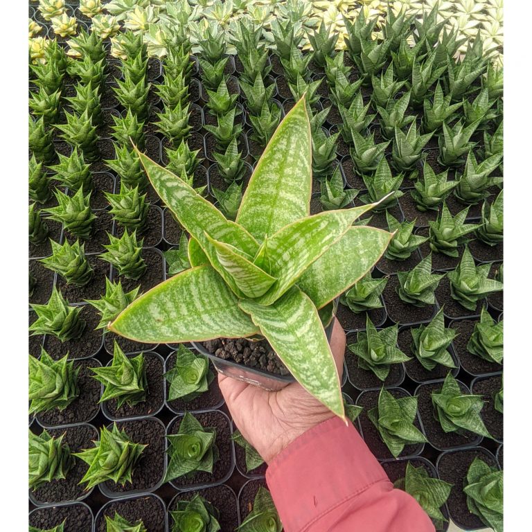 1313. Sansevieria Catilyn